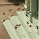 Image for article titled Just What We Need, Murder Hornets